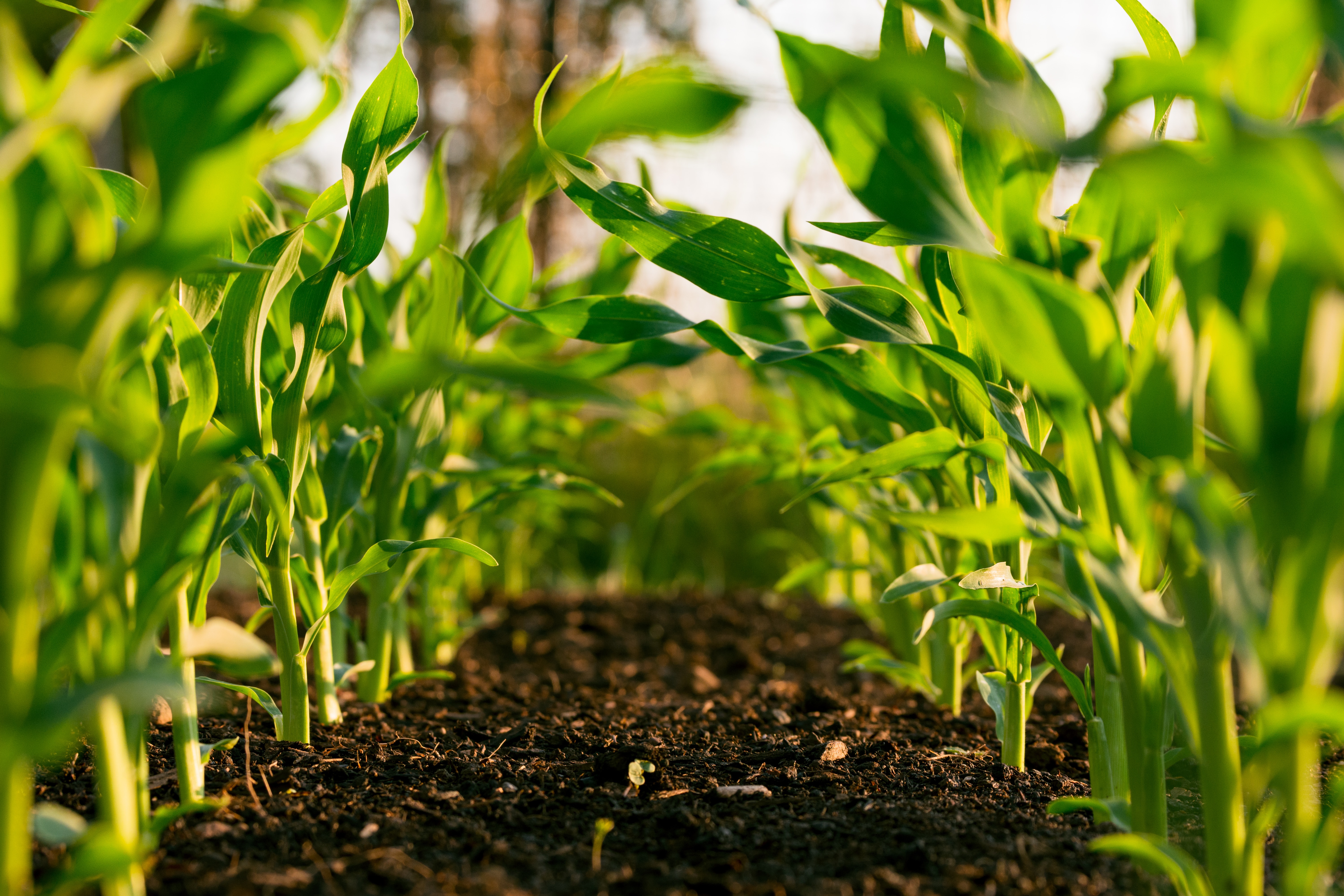 Agroindustria y Madera